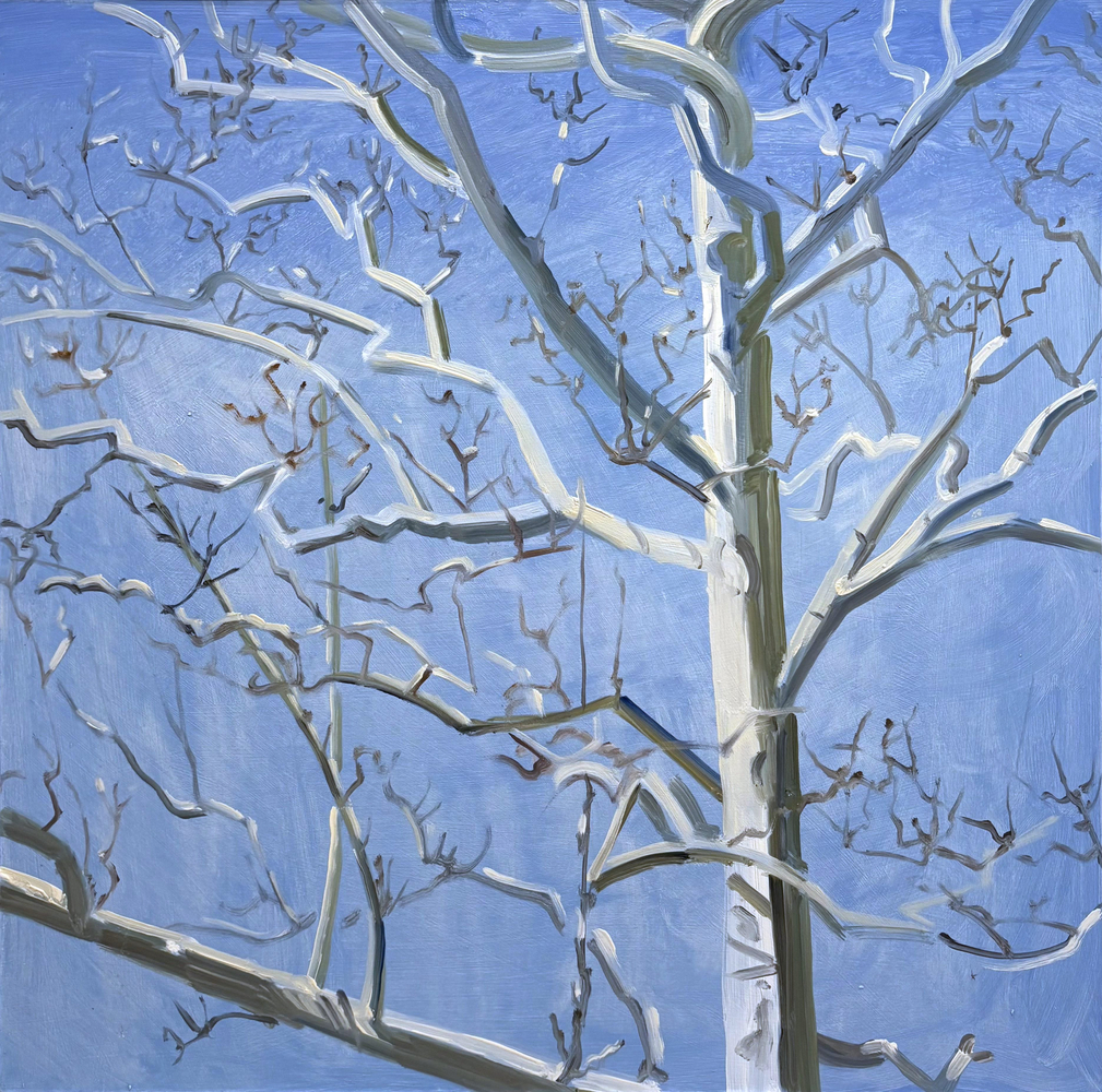 White Tree (Sycamore) March, 2005, oil on Masonite, 16 x 16 inches
