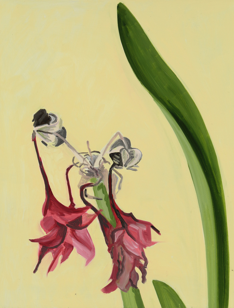 Amaryllis 17, 2006, oil on Masonite, 17 x 13 inches