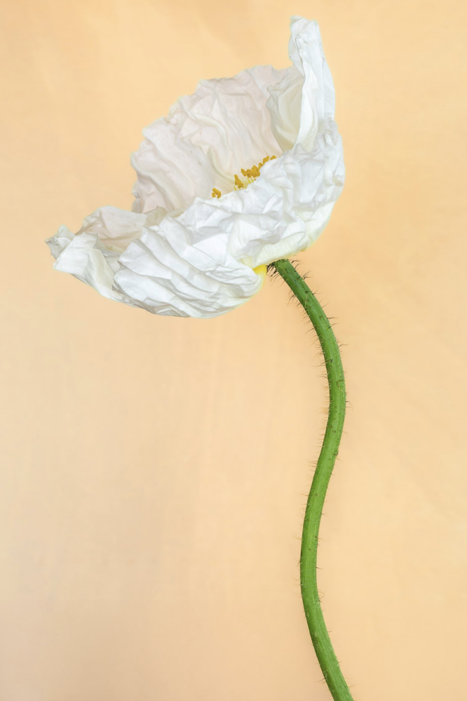 Lisa Pearlman, Vanilla Poppy, 2024