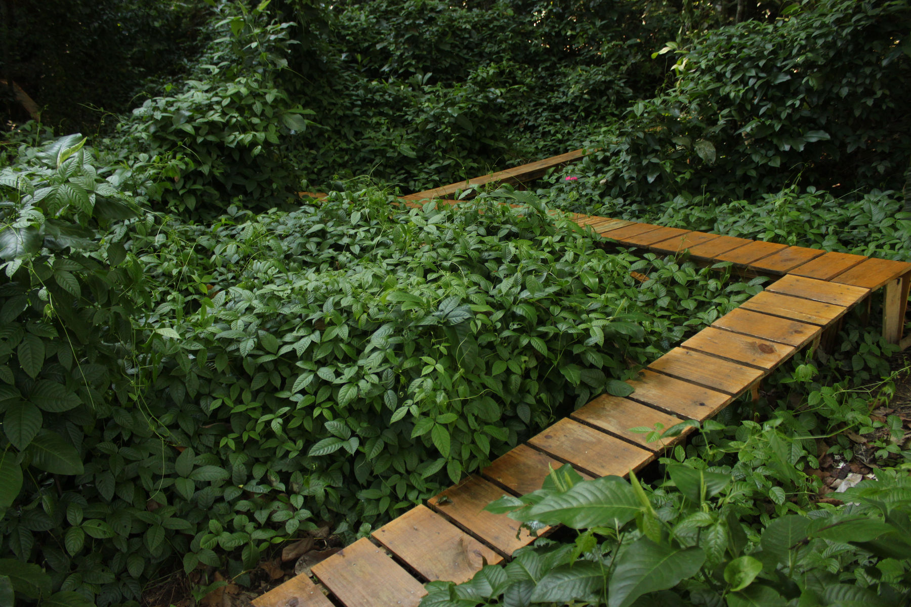 João Modé, O silêncio das plantas, 2011