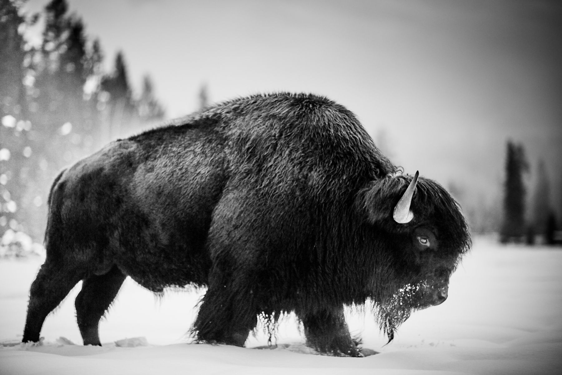 Amanda Rica Taylor, Tatanka, 2019