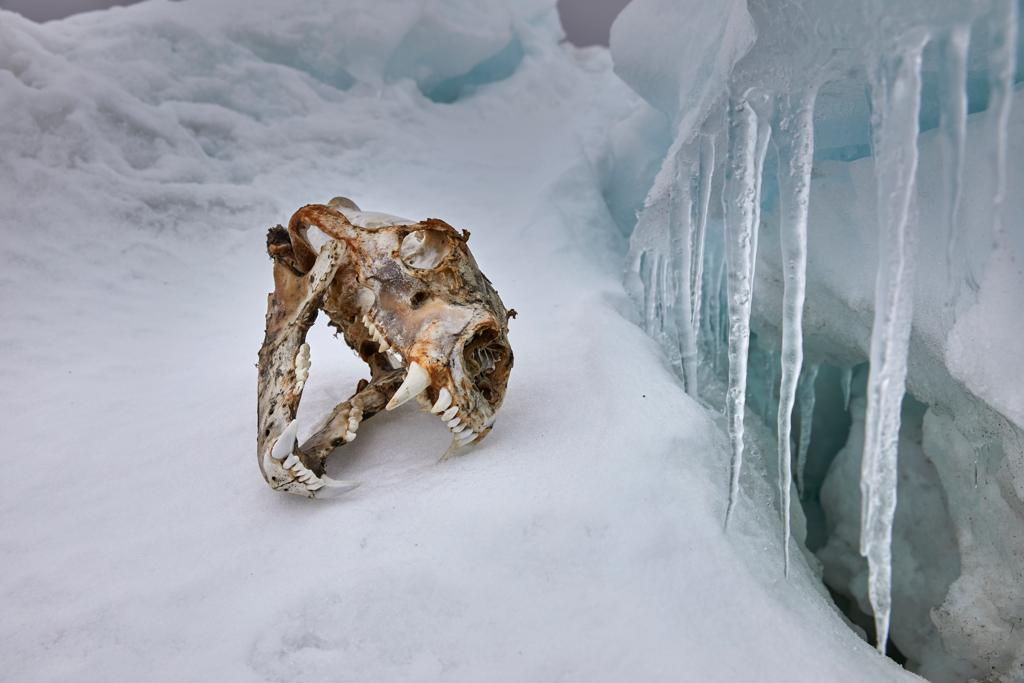 Amanda Rica Taylor, Life On Ice (Polar Bear), 2019
