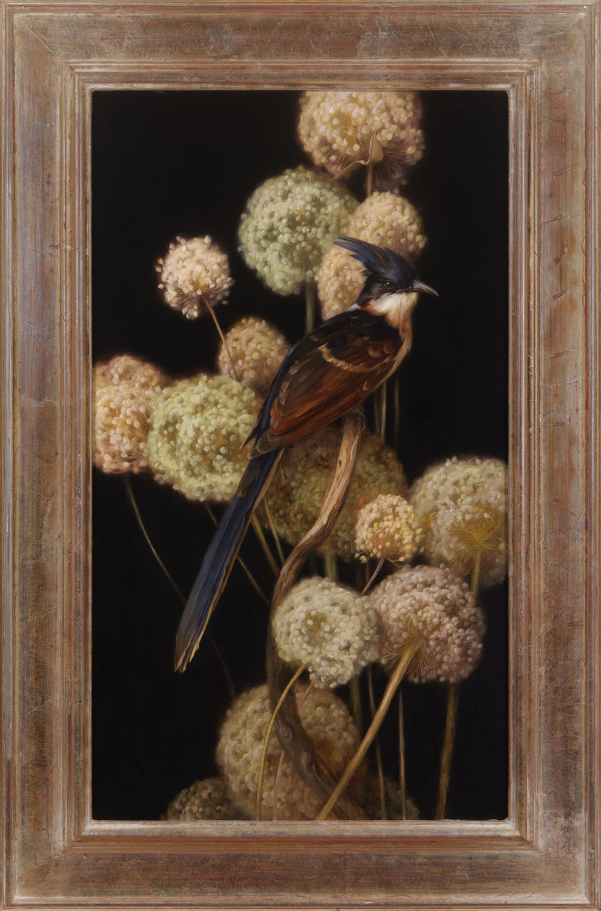 Anhelina Holembivska, Chestnut Winged Cuckoo, 2022