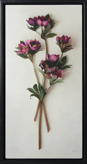 Jane Beharrell, Hellebores, 2021