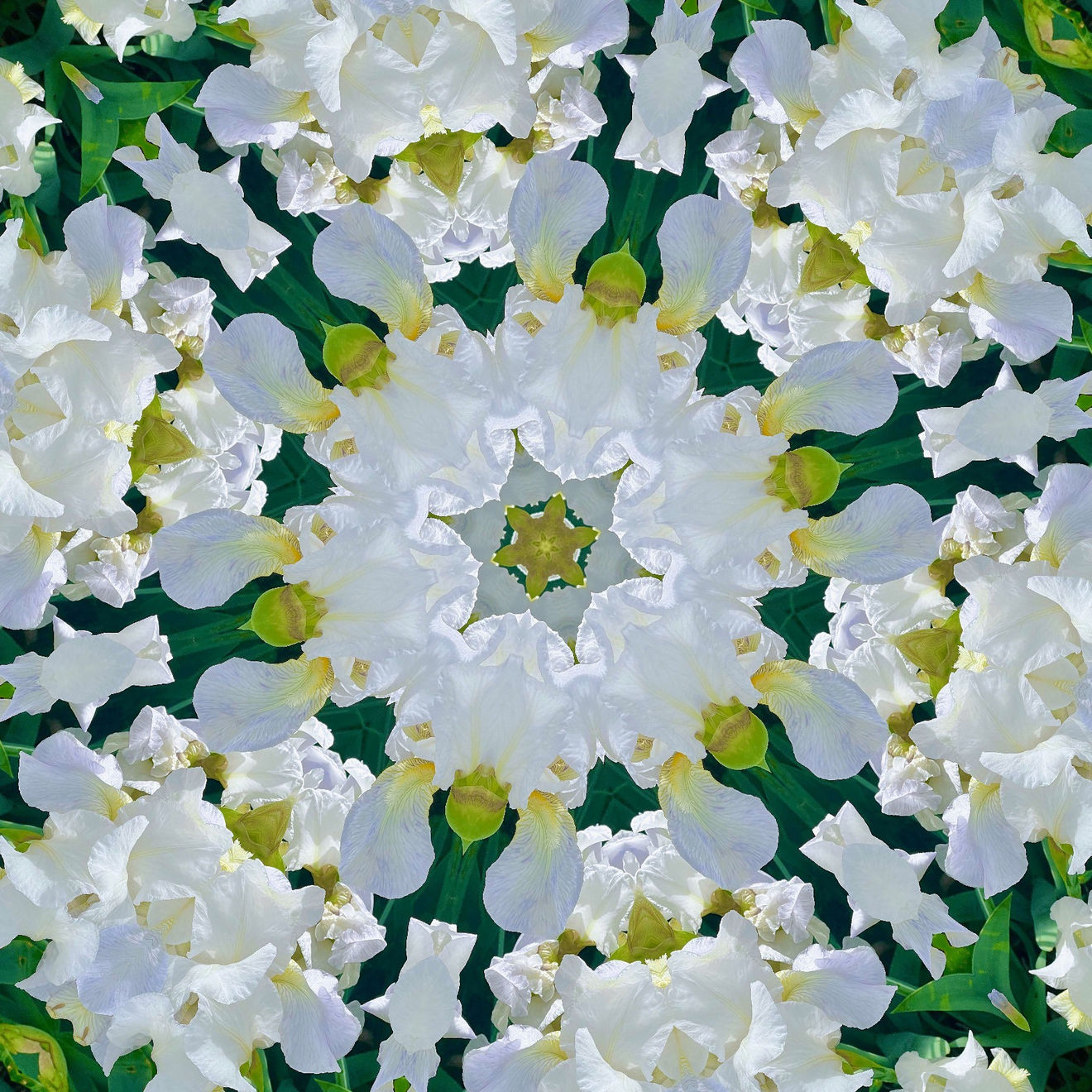 Christine Terres, Iris Eyes Are Smiling, 2024