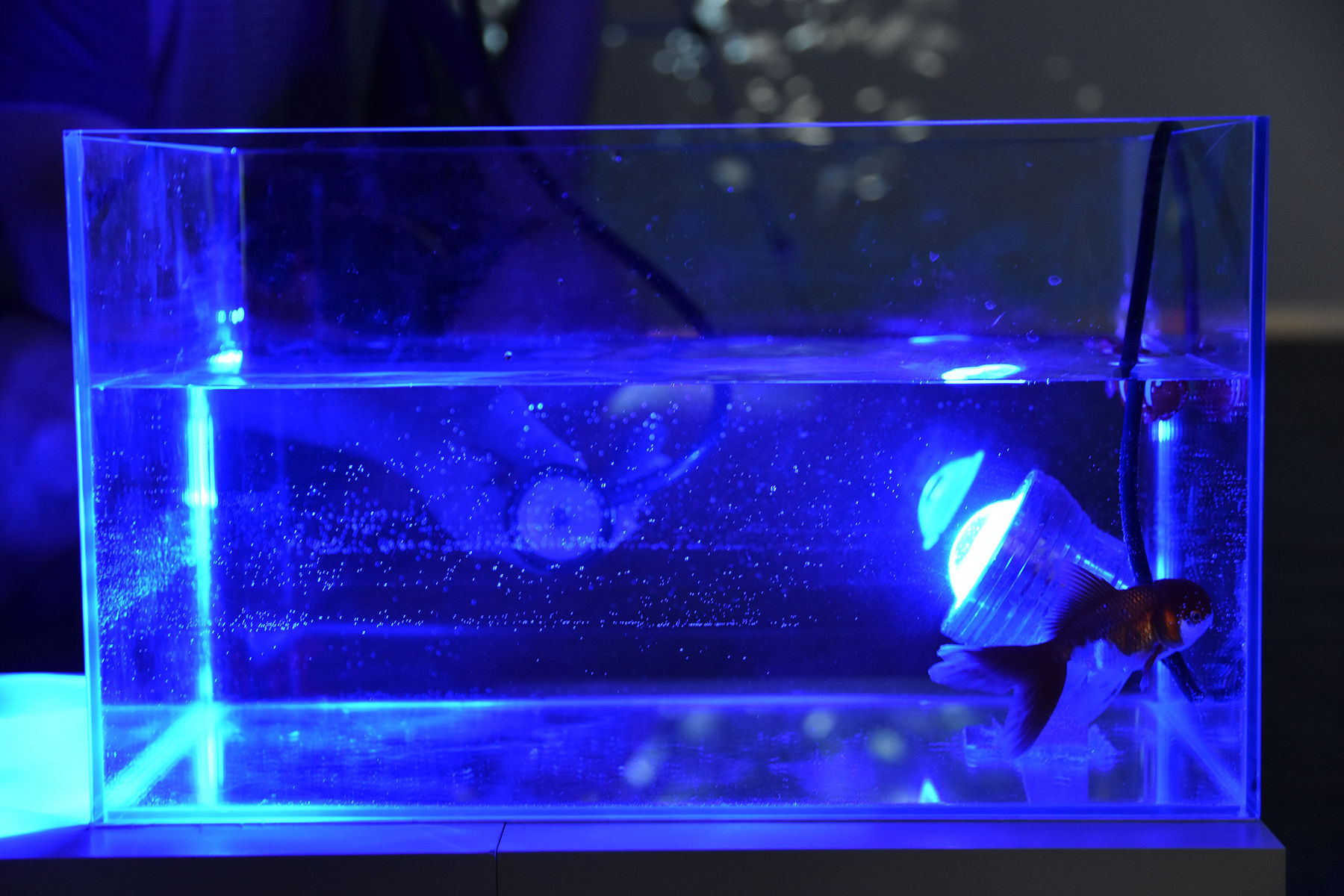 陈萧伊 Chen Xiaoyi, It is the mercy, 2017