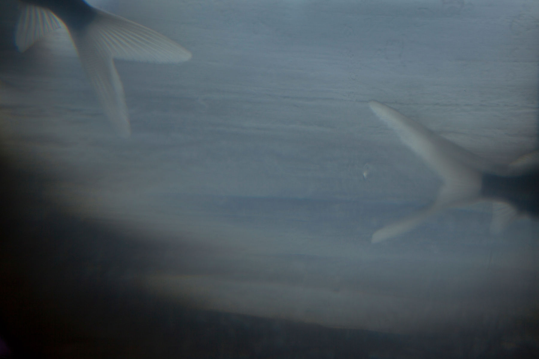 陈萧伊 Chen Xiaoyi, 隐匿时系列 An Infinitesimal Wink Series, 2015-2016