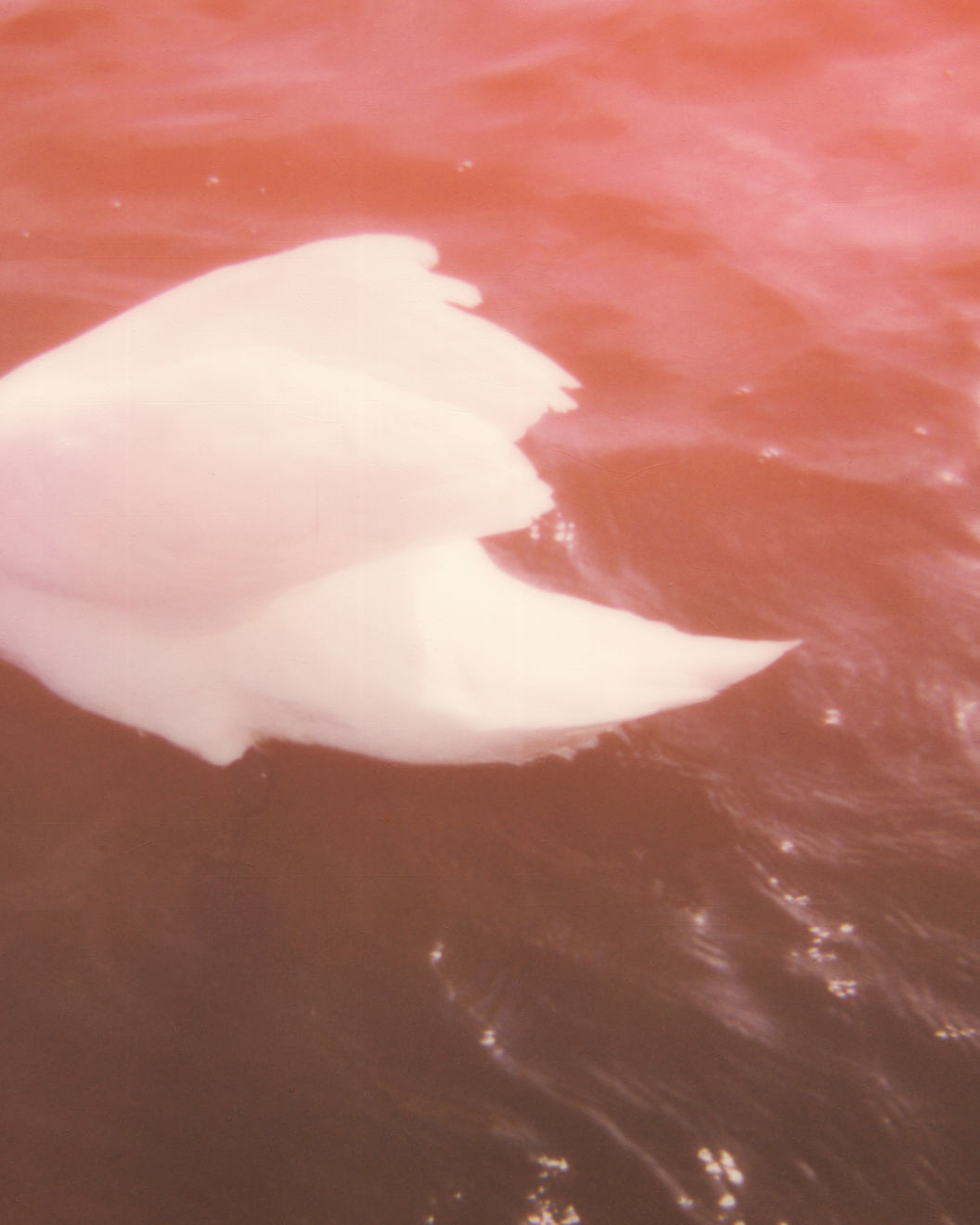 Carolina Echeverri, Di Mi Nombre, 2021