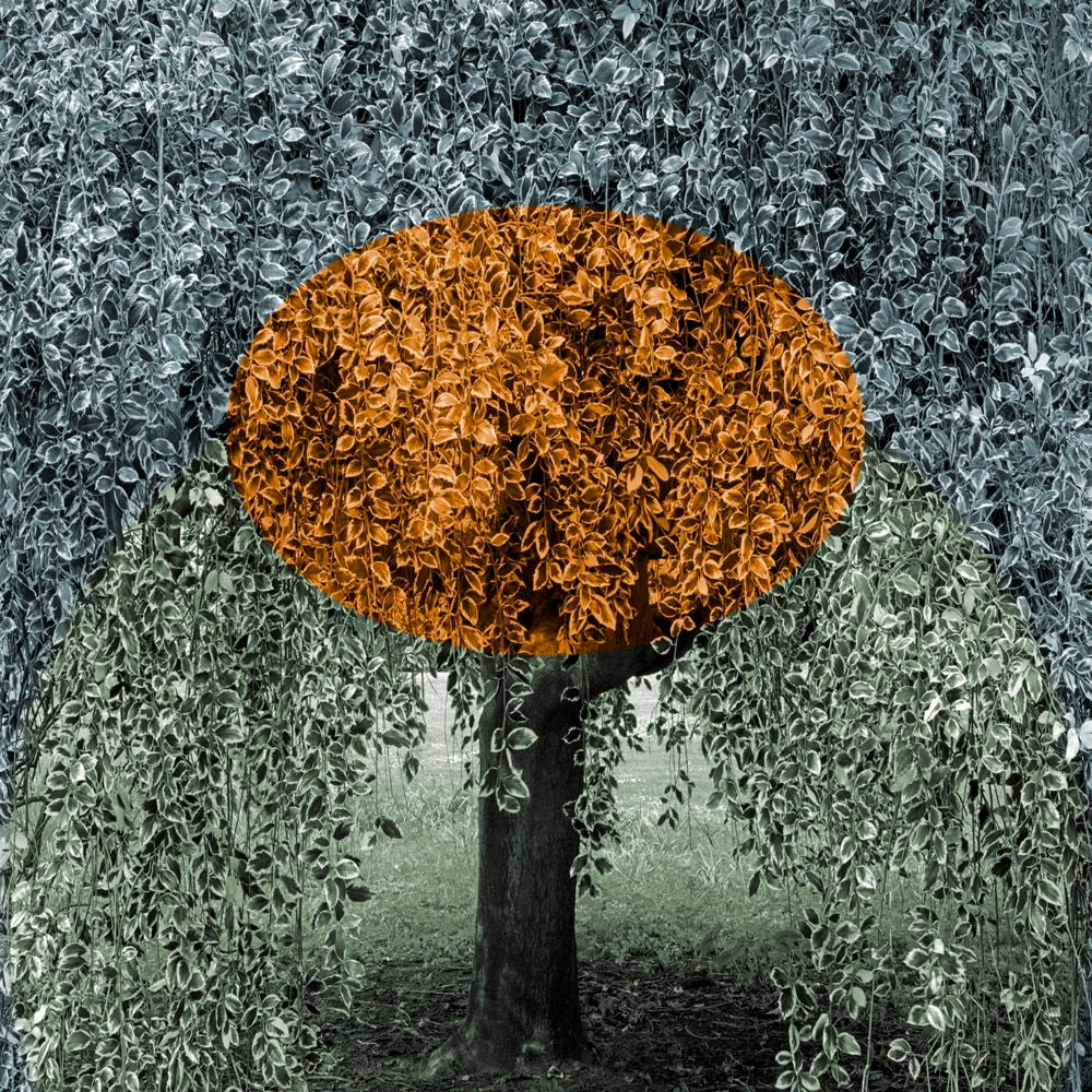 Helen Sear, Holly Hide 1, 2020