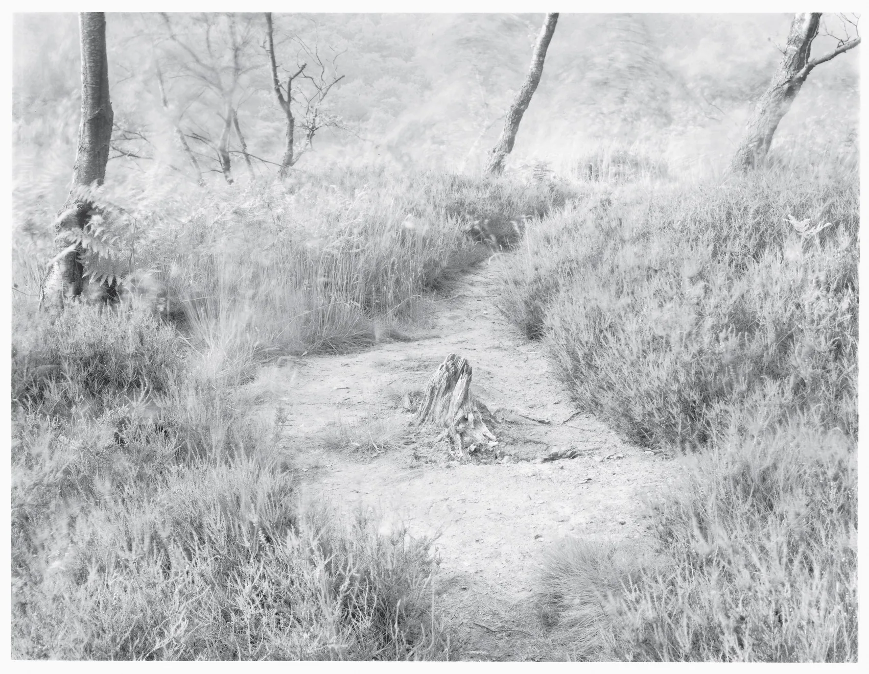 John Blakemore, From "Wind" Series II No.1, 1981