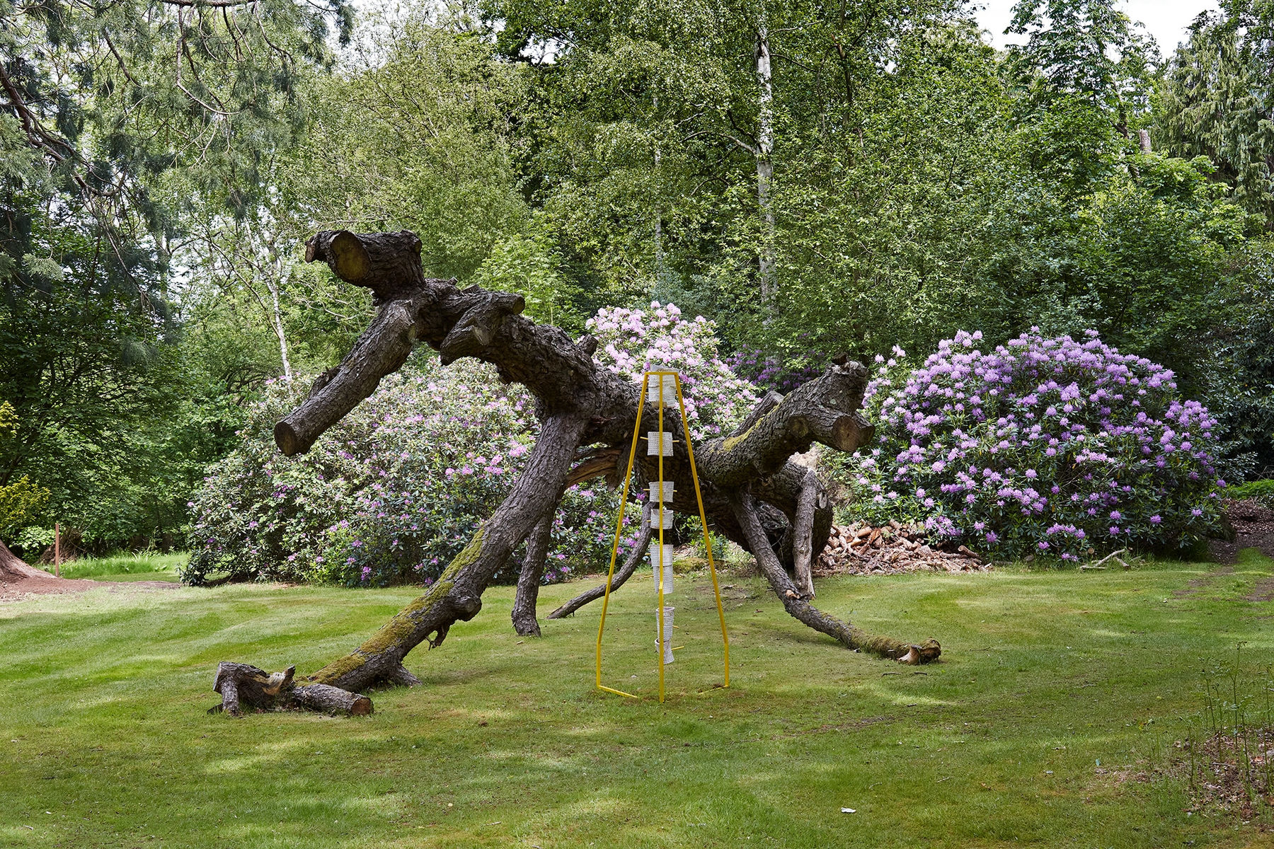 Yeni Mao, fig 31 lacuna, 2021