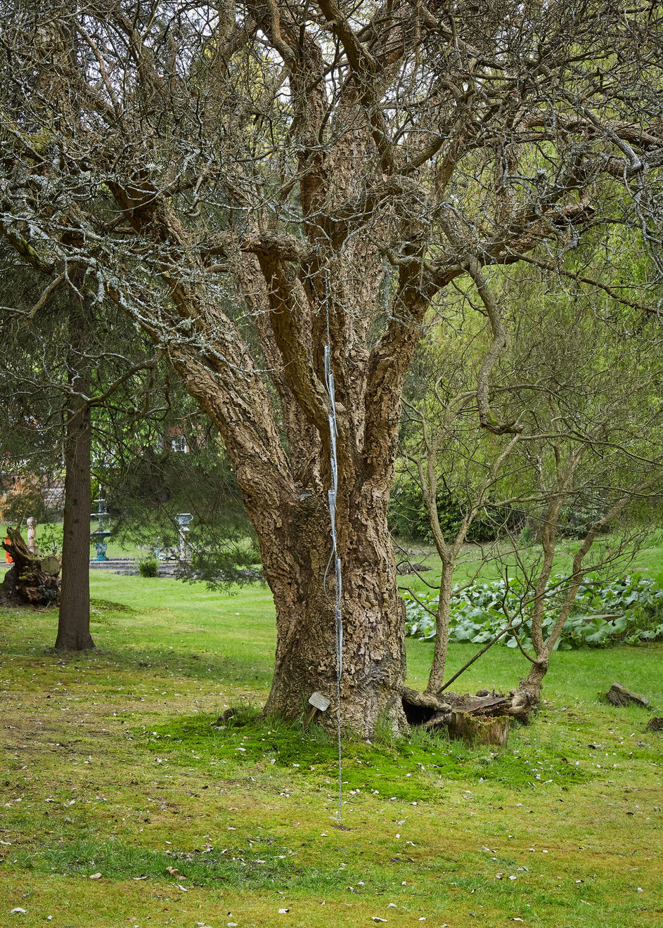 Hannah Rowan, To Bloom Without Soil, 2023