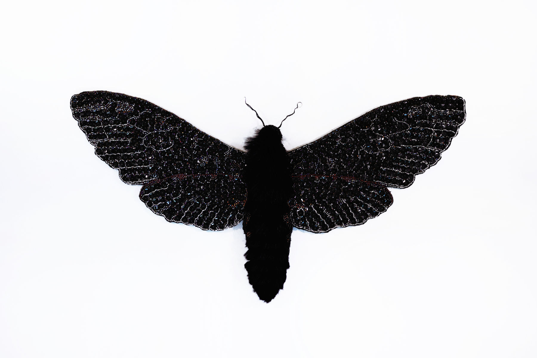 Sophie Lampert, Giant Sphynx Moth , 2026