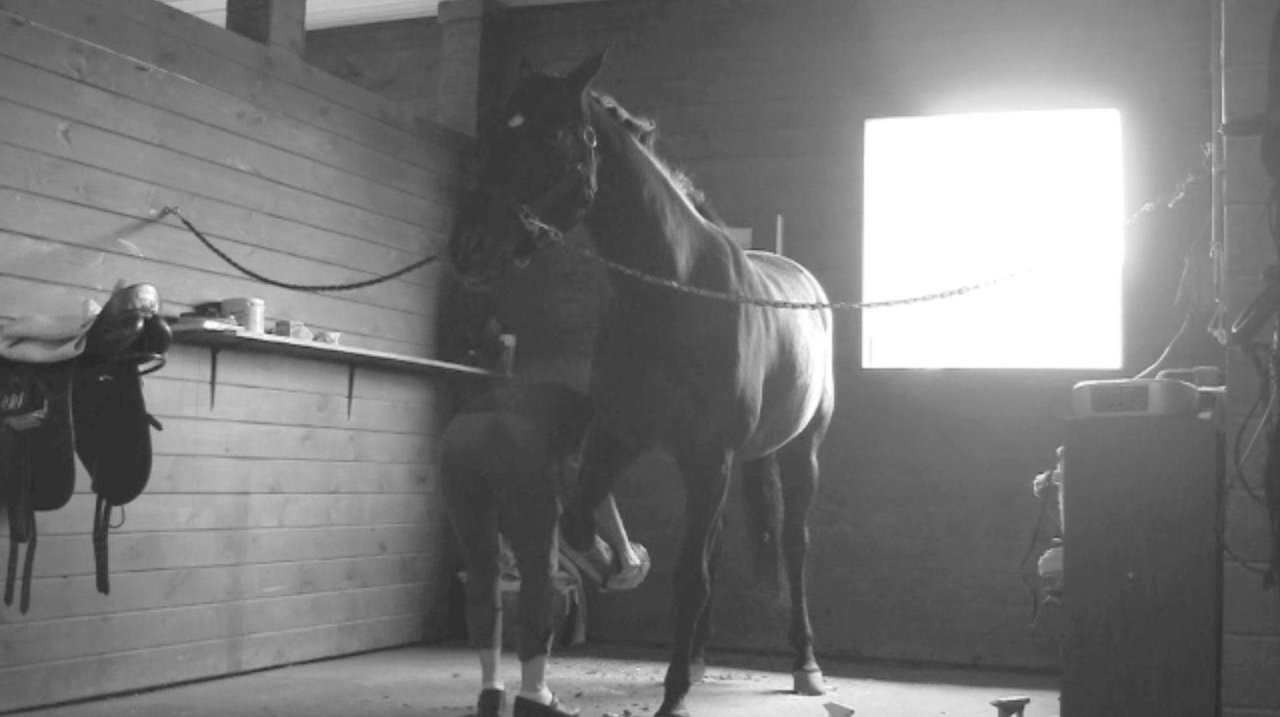 Dana Sherwood, In Love with a Horse, 2009