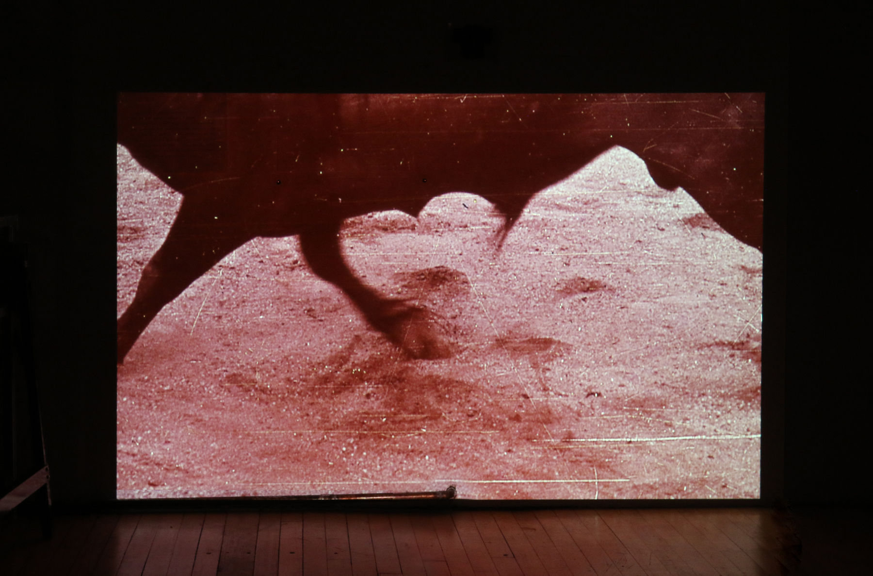 Cristina Planas, One single living creature, 2018