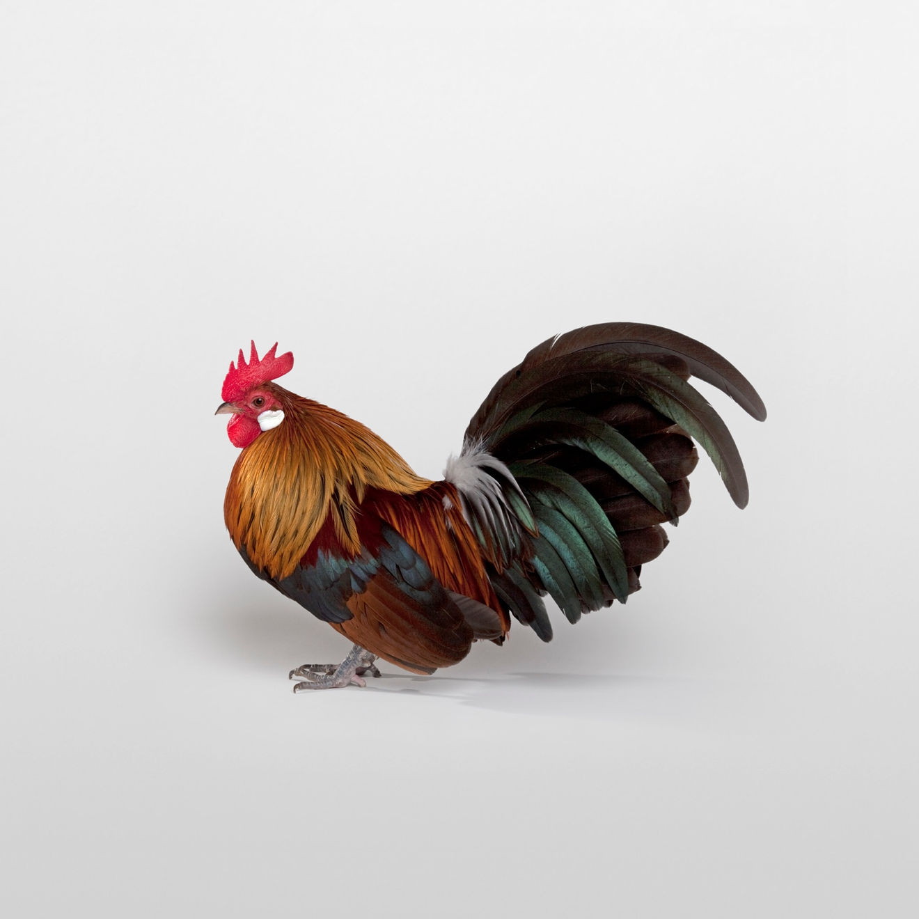 Dmitri Galitzine, Best True Bantam , 2013