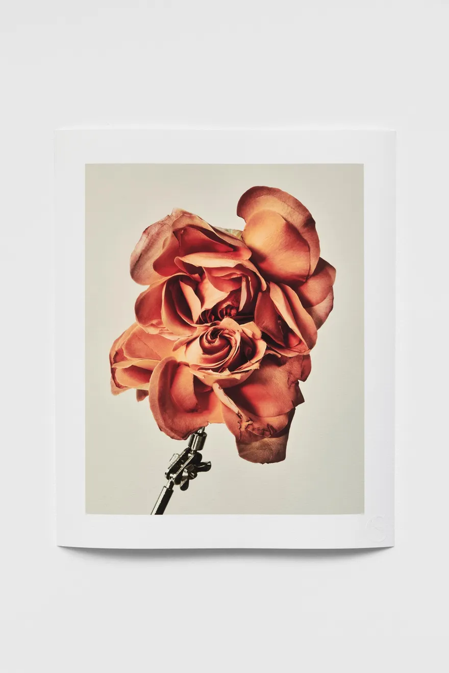 Casper Sejersen, Double Rose, 2020