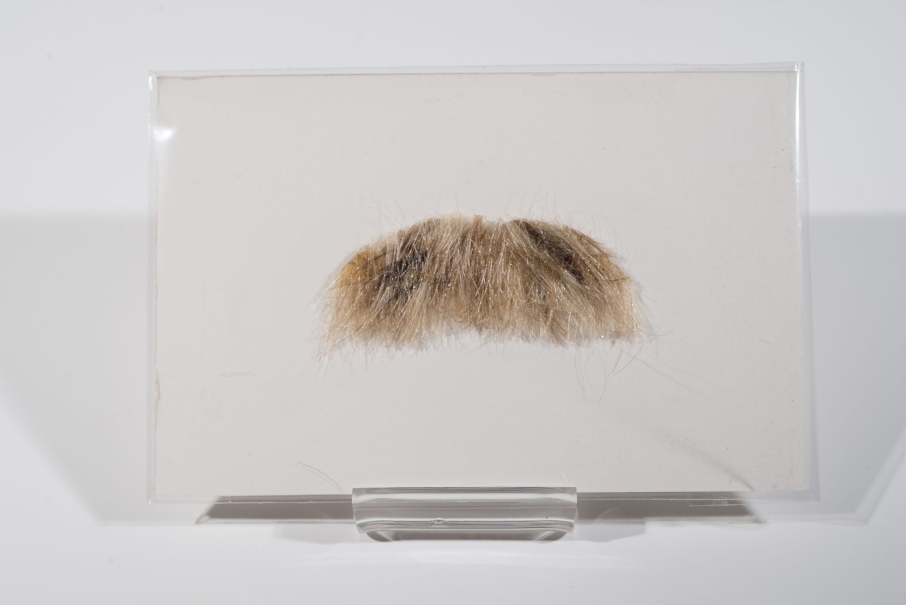 T. Kelly Mason, Moustache, 2019