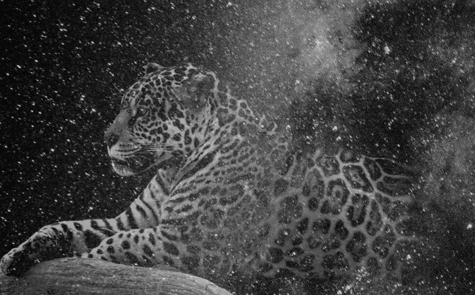 François Bucher, Que muera conmigo el misterio que está escrito en los tigres, 2016