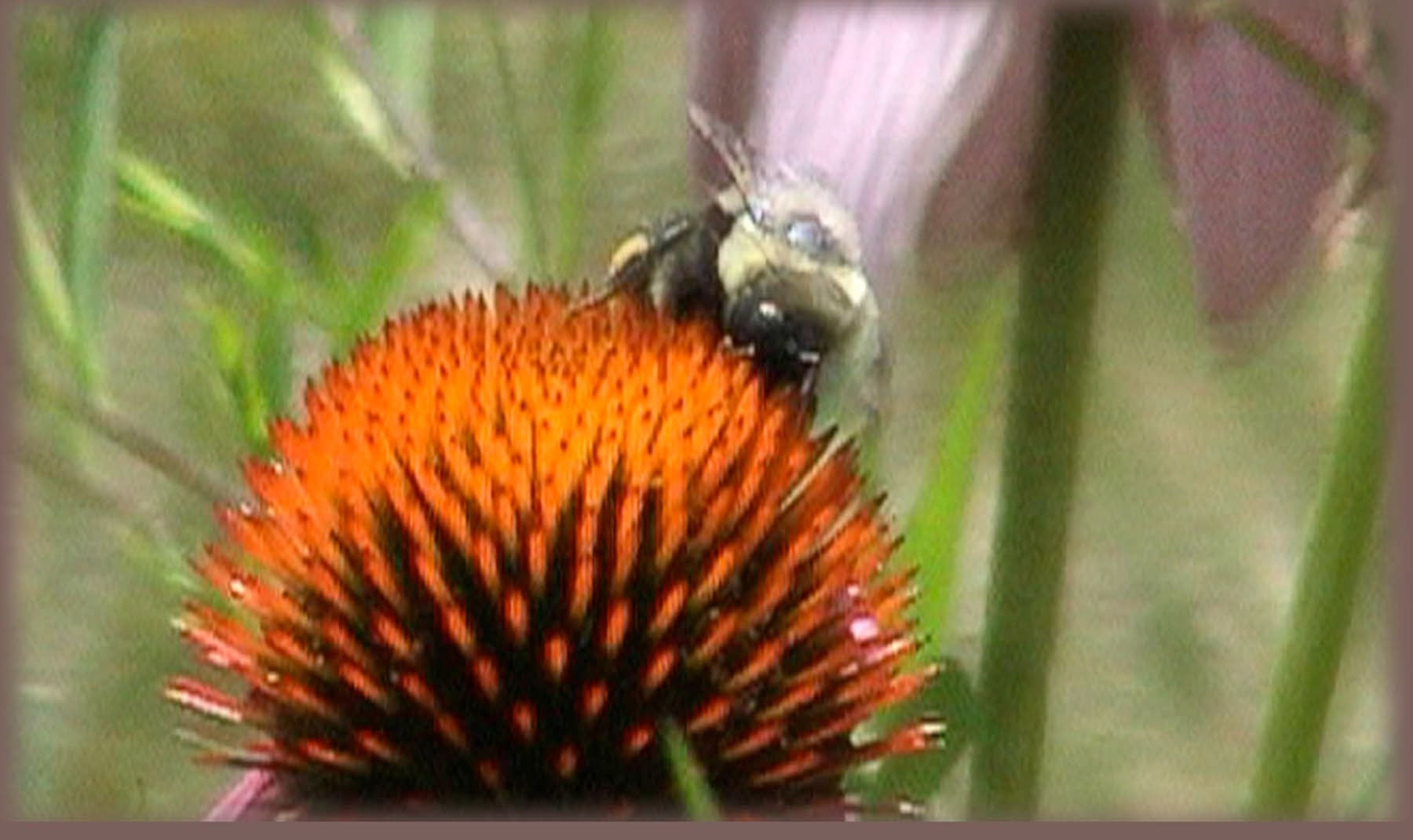 peter campus, beeing, 2004