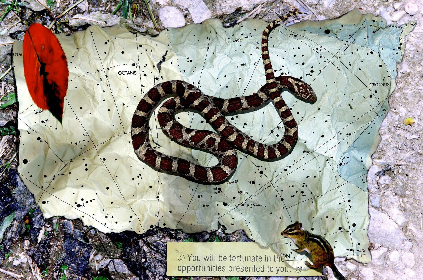 peter campus, fortune, 1995