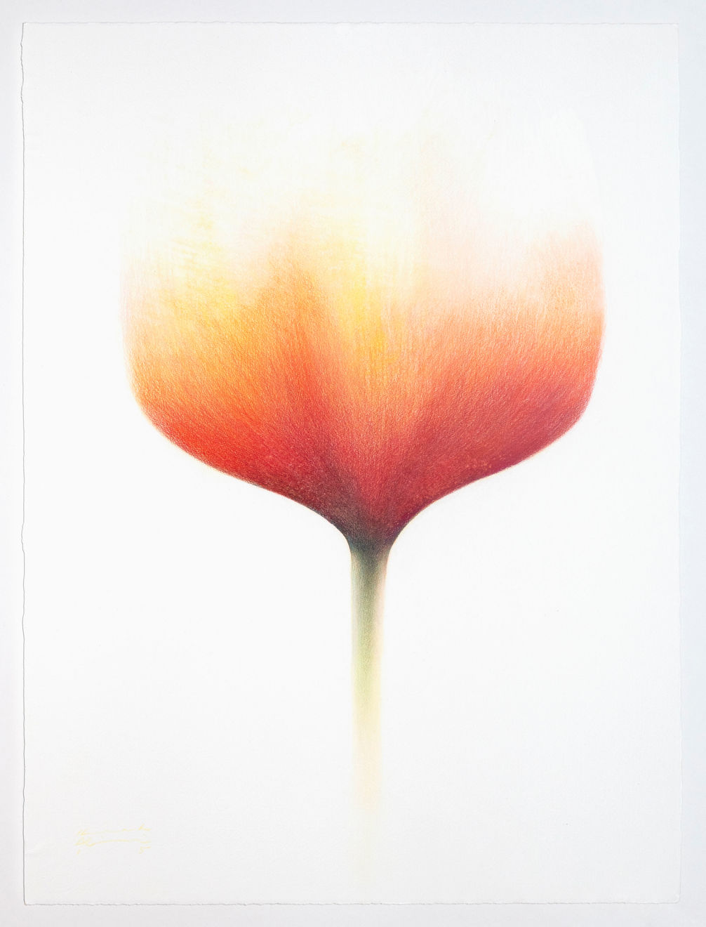 Kiarash Alimi, Red Tulip, 2015