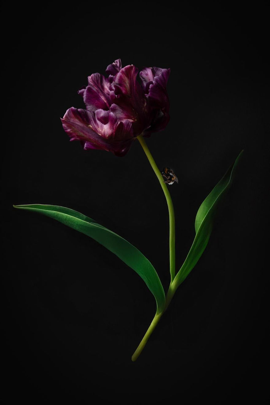 Iris Gonzalez, Tulip Portrait 4