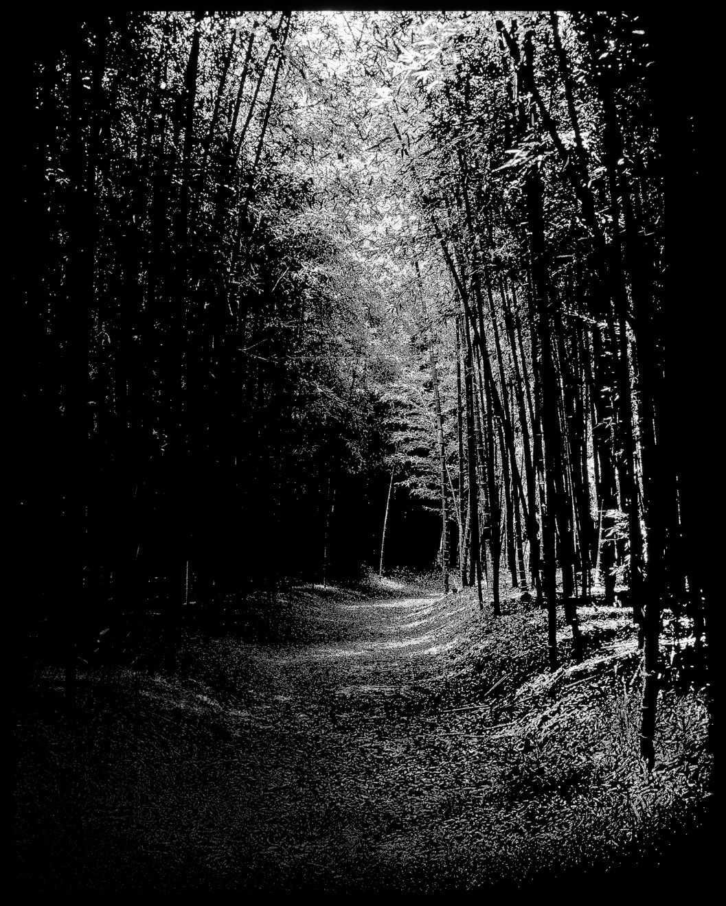 Choi Soowhan, Emptiness - Bamboo Grove 01, 2018