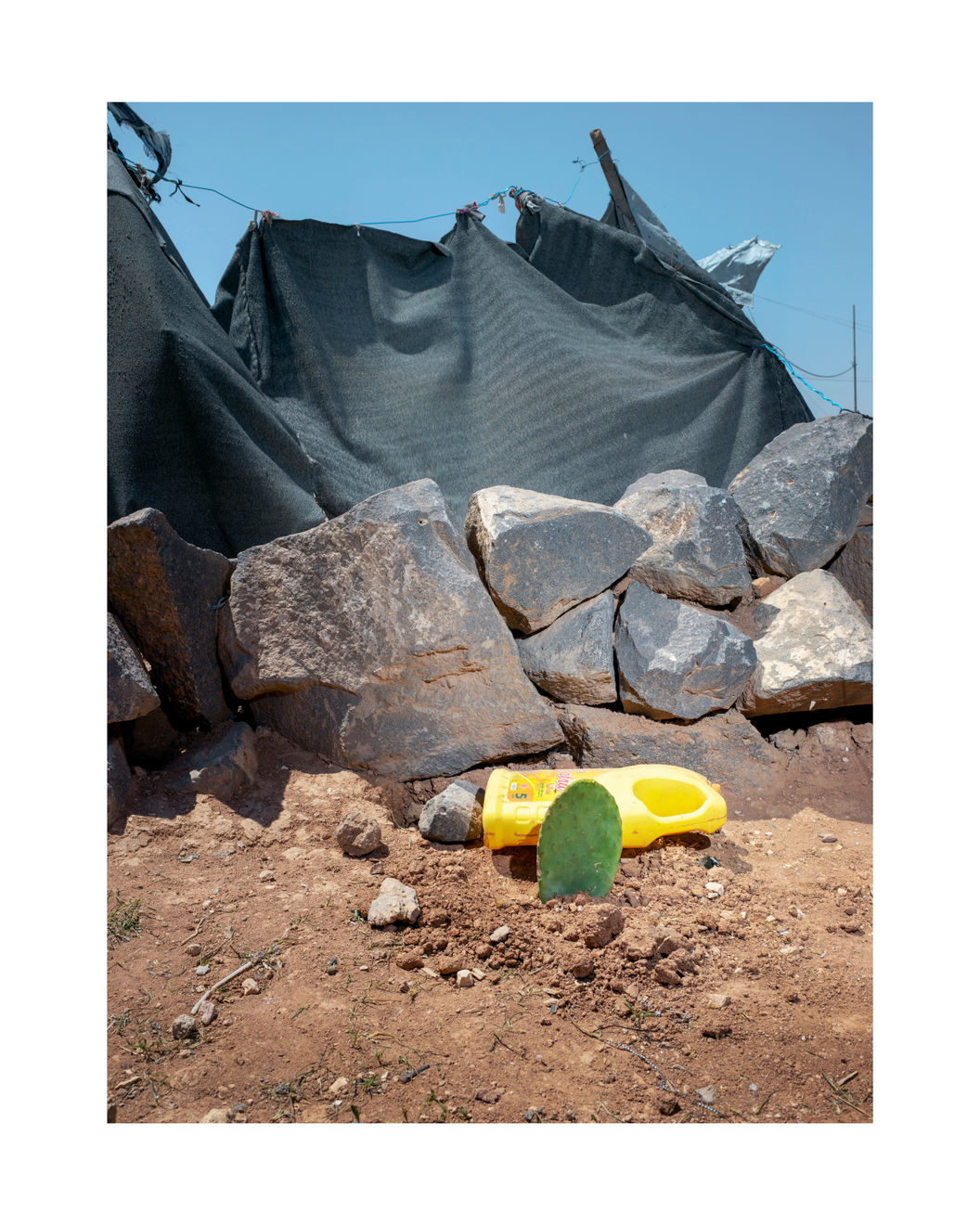 Henk Wildschut, Prickly Pear (Opuntia ficus Indica), Zaatari Camp Jordan — April 2018, 2018