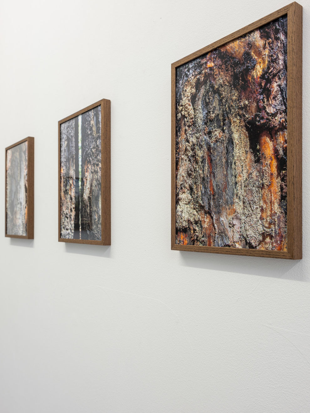 Nomin Zezegmaa, On Bogd Khan Mountain: Portrait of a Wounded Tree #2, 2024