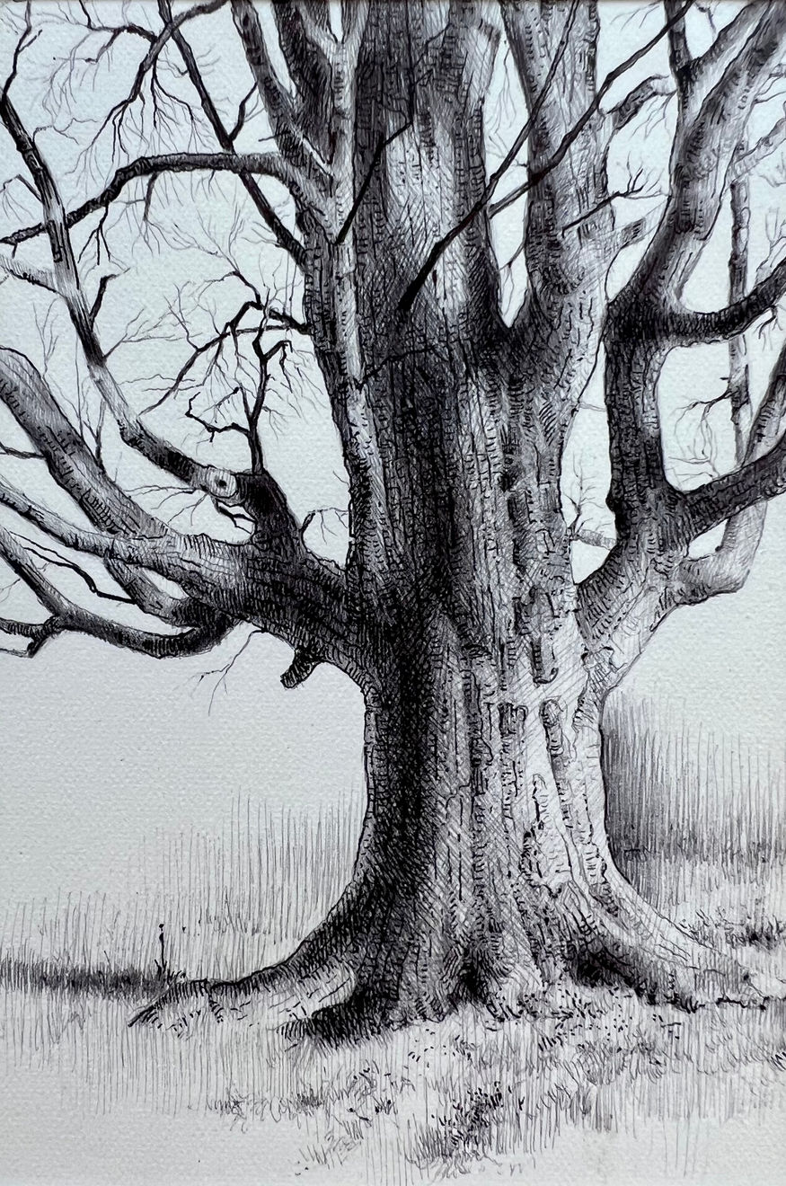 Dina Brodsky, The Overstory XX, 2024