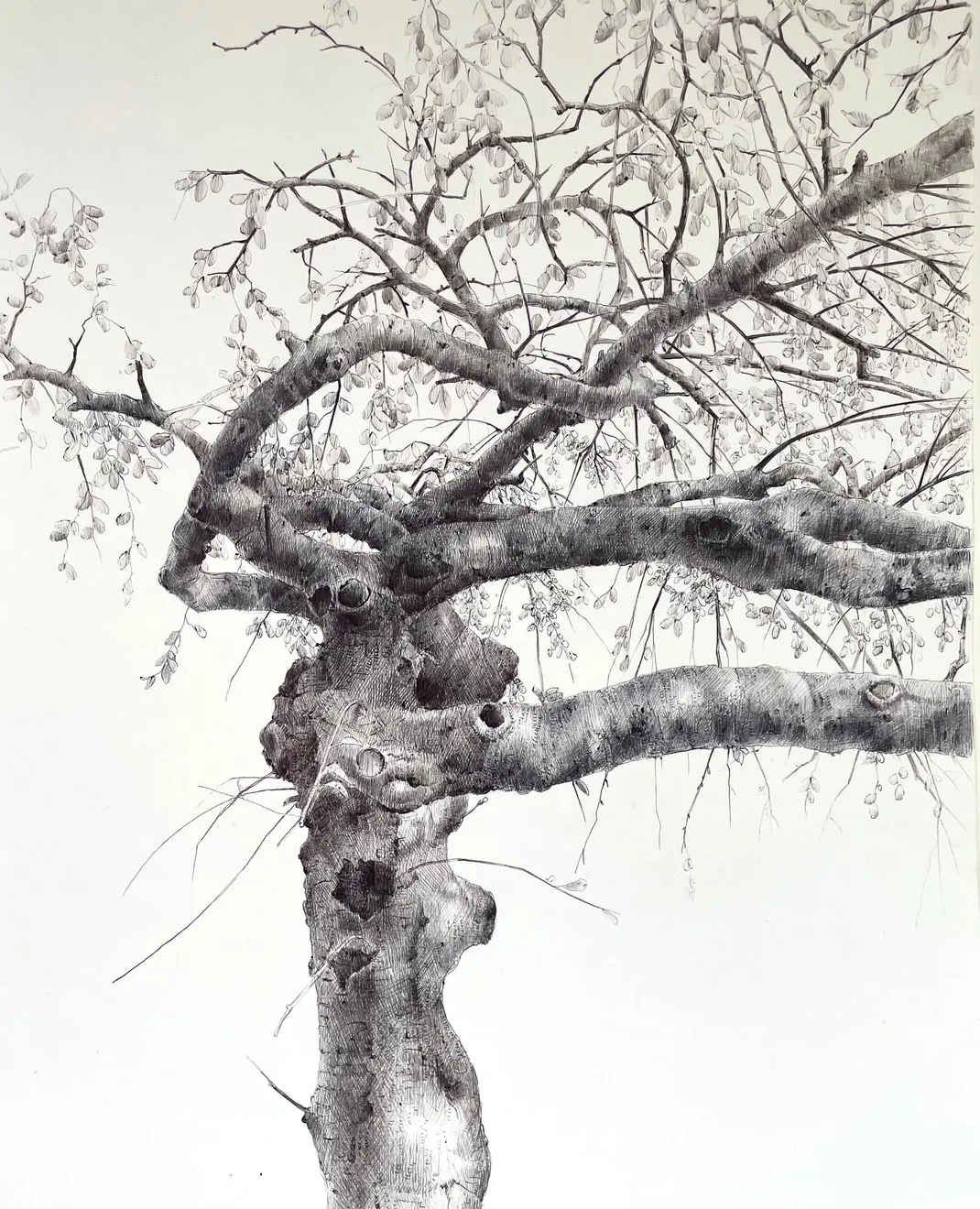 Dina Brodsky, The Overstory XIX, 2023