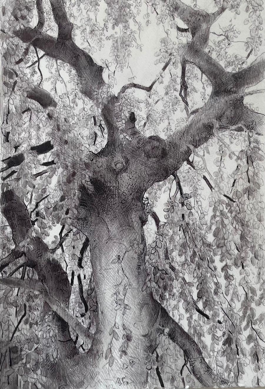 Dina Brodsky, The Overstory IV, 2023