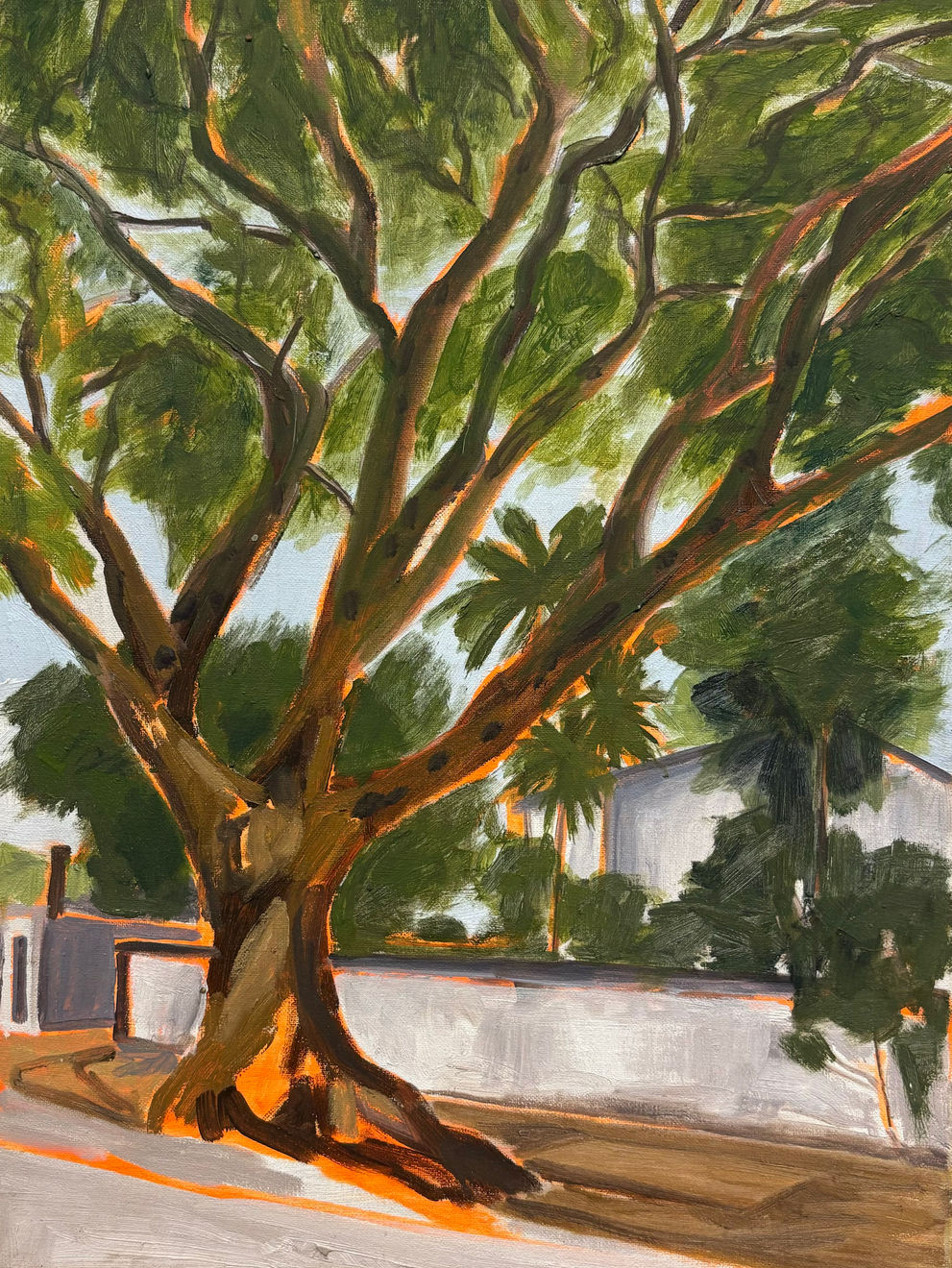 Edwina Thomson, Trees of Bauddhaloka Mawatha (Colombo) 1, 2025