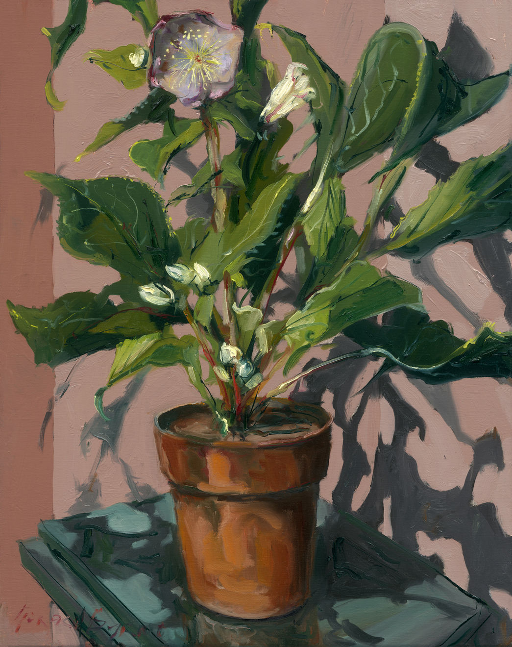 Gerard_Byrne_Pink_Sensation_Winter_Rose_contemporary_impressionism_fine_art_gallery_Dublin_Ireland