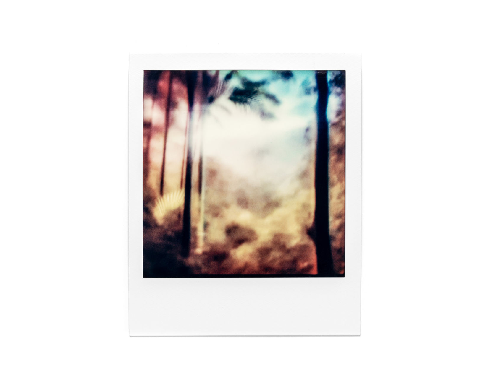 Jordan Beal, A photo of the forest in Martinique- v 6, 2024