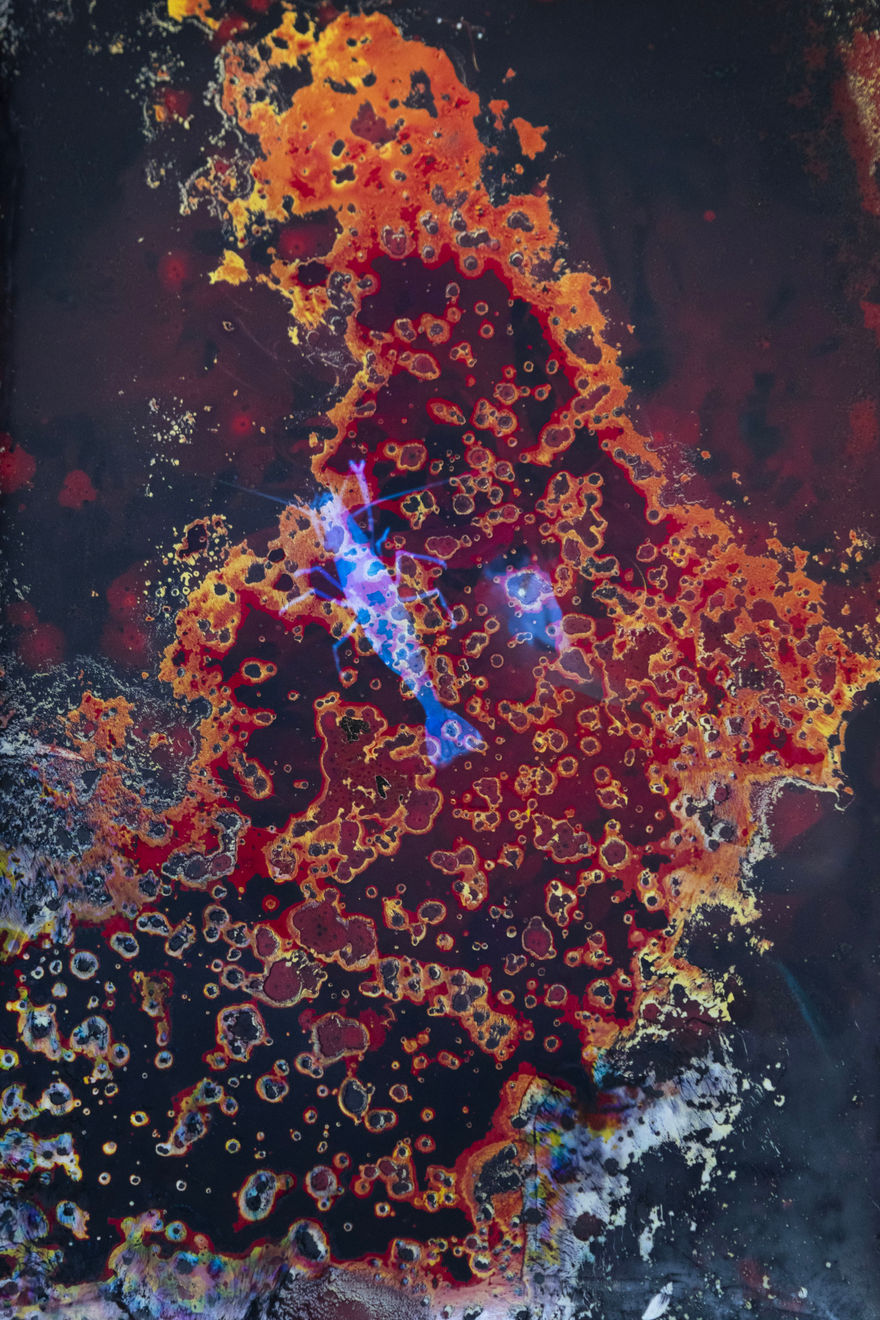 Alice Pallot, Alteration, from the series Algues Maudites - Red Bloom, 2024