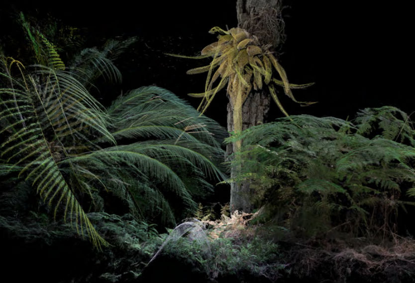 Cristóbal Ascencio, Garden #5, 2023