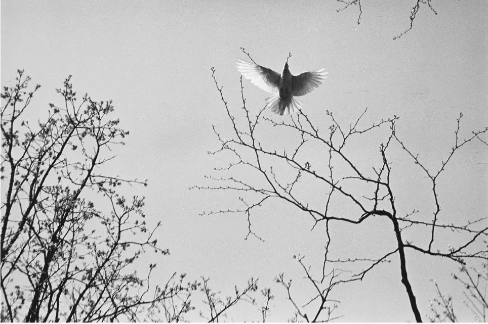 Harry Callahan, Chicago, 1954 (Unique Set of 7), 1954