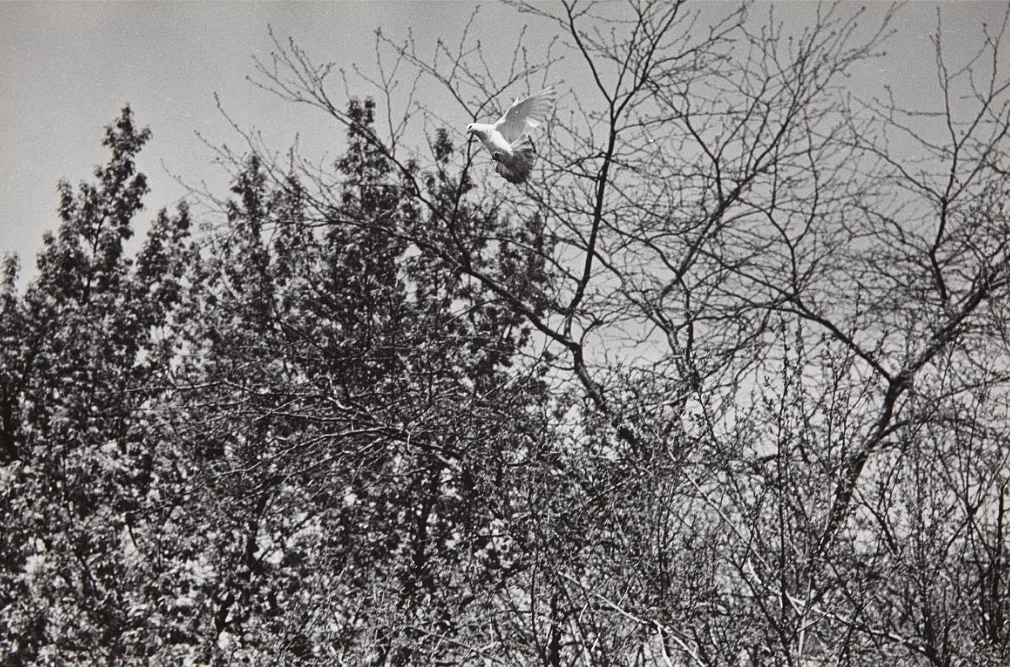 Harry Callahan, Chicago, 1954 (Unique Set of 7), 1954