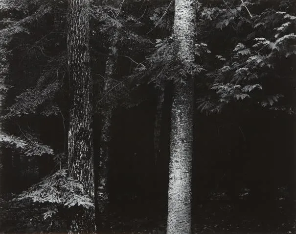 Harry Callahan, Wisconsin (Spruce Trees)