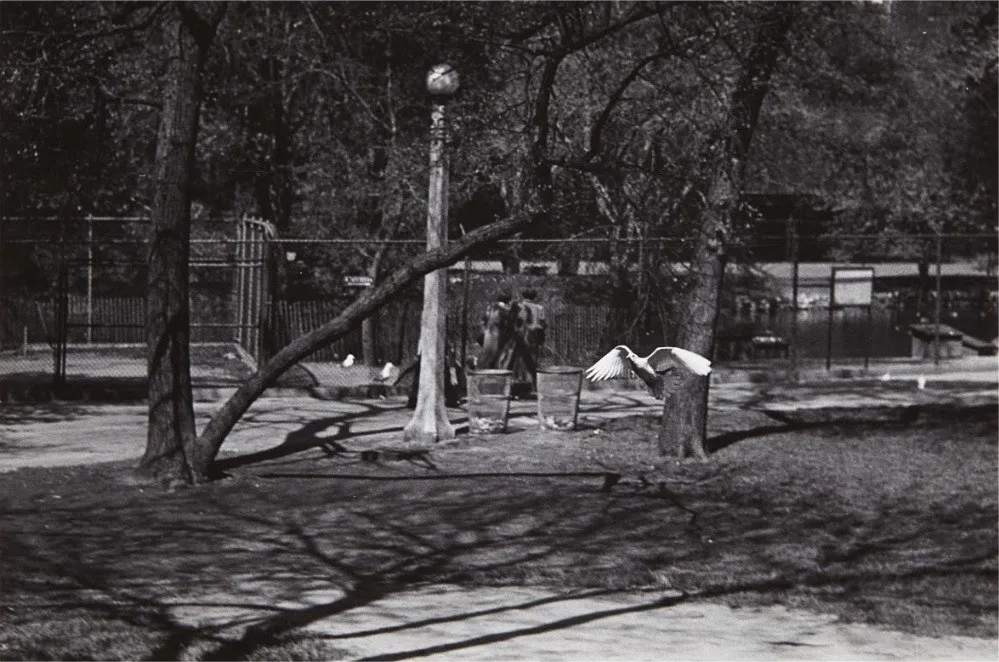 Harry Callahan, Chicago, 1954 (Unique Set of 7), 1954