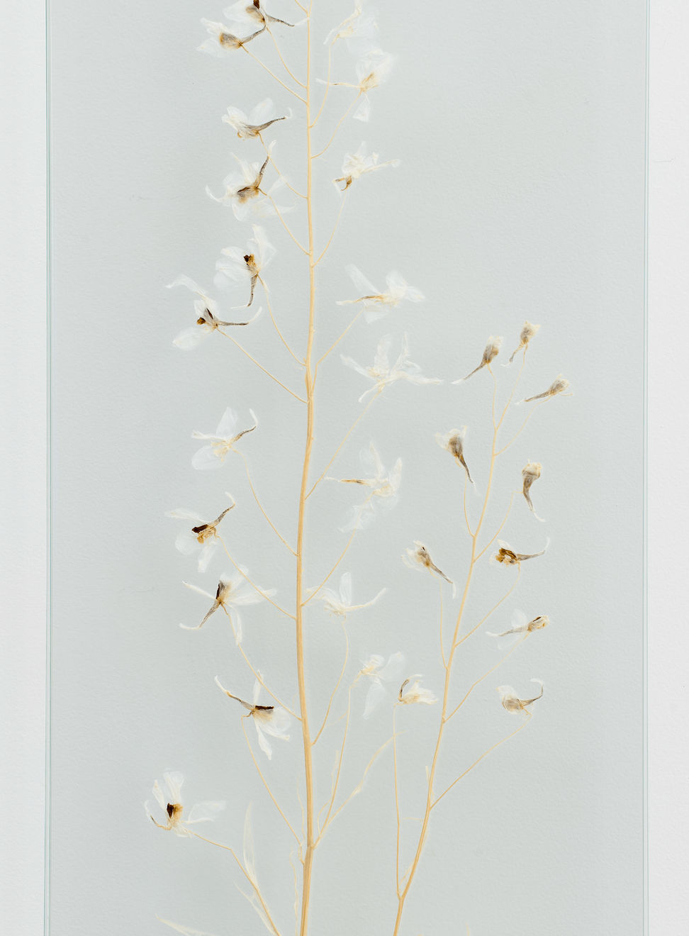 Elsa Salonen, Delphinium Spell (Deep Cyan, Winged Yellow), 2024