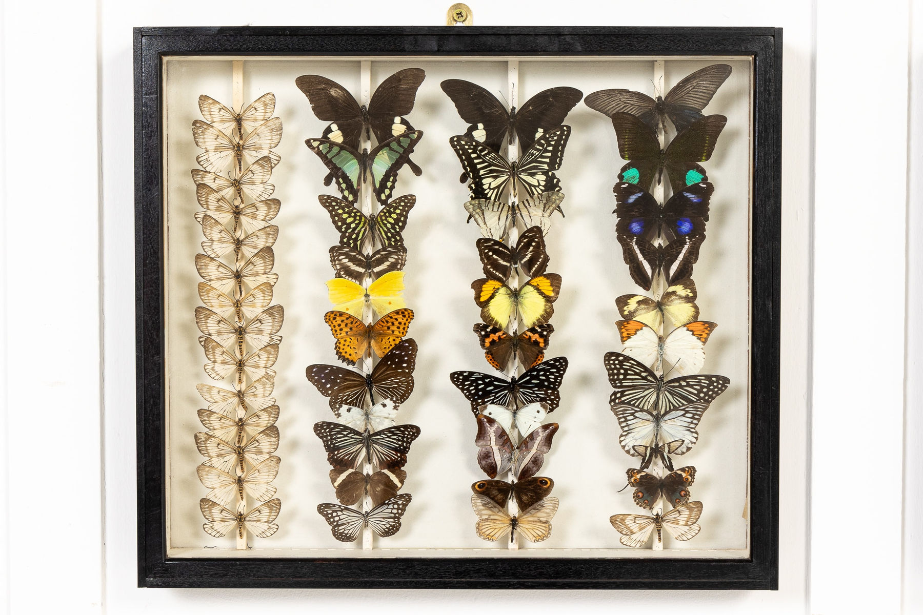Set of Nine 19th Century Specimen Butterfly Collection Boxes