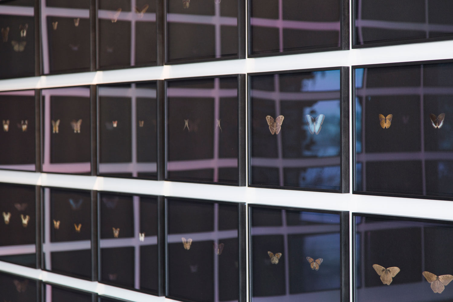 Maximilian Prüfer, Black Butterfly-Prints 72 pieces, 2019