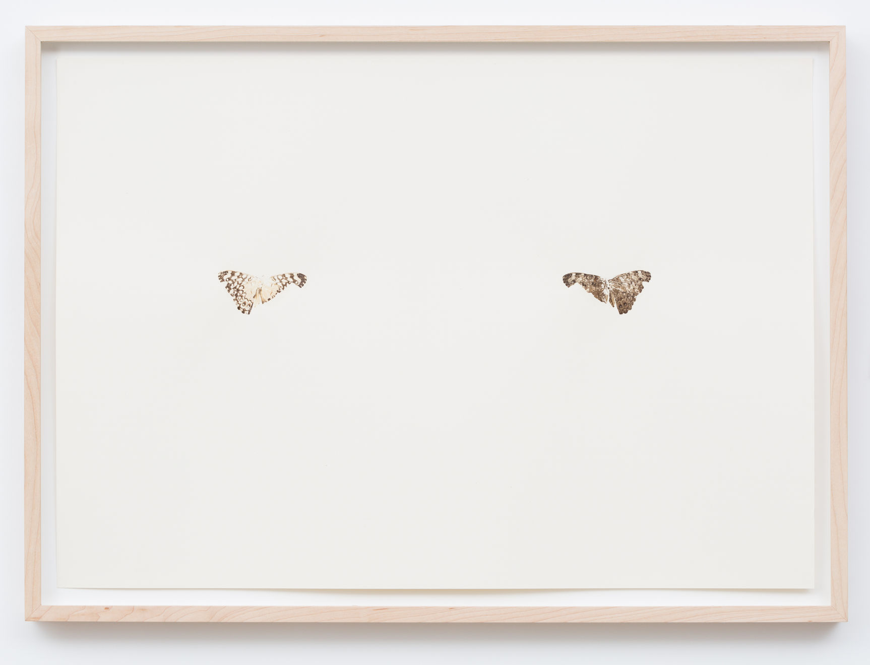 Maximilian Prüfer, Schmetterlingsdruck Nr. 5, 2014