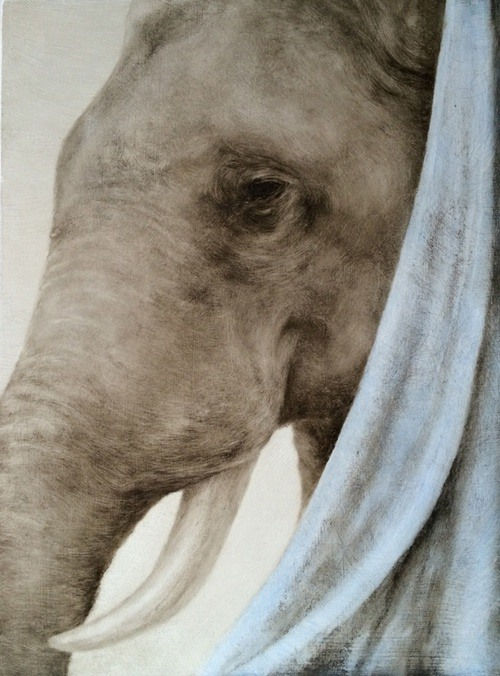 Kate Javens, The Animals I Sleep With, the Elephant, 2015