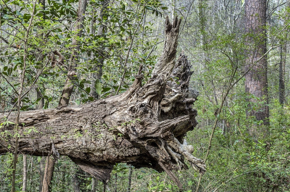 Lucinda Bunnen, Mouth of the Dragon, 2019