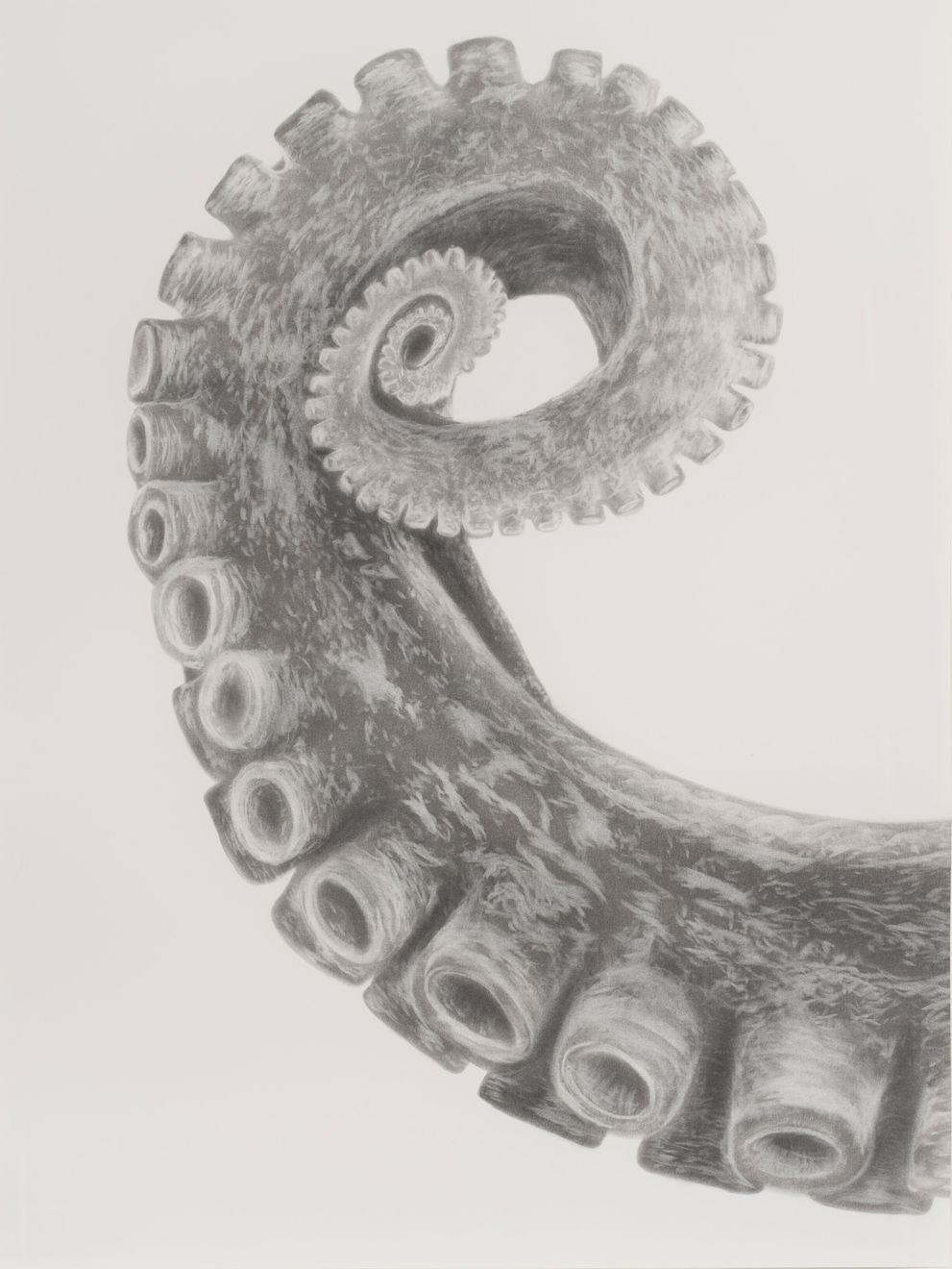 Juan Antonio Olivares, untitled (tentacle), 2021