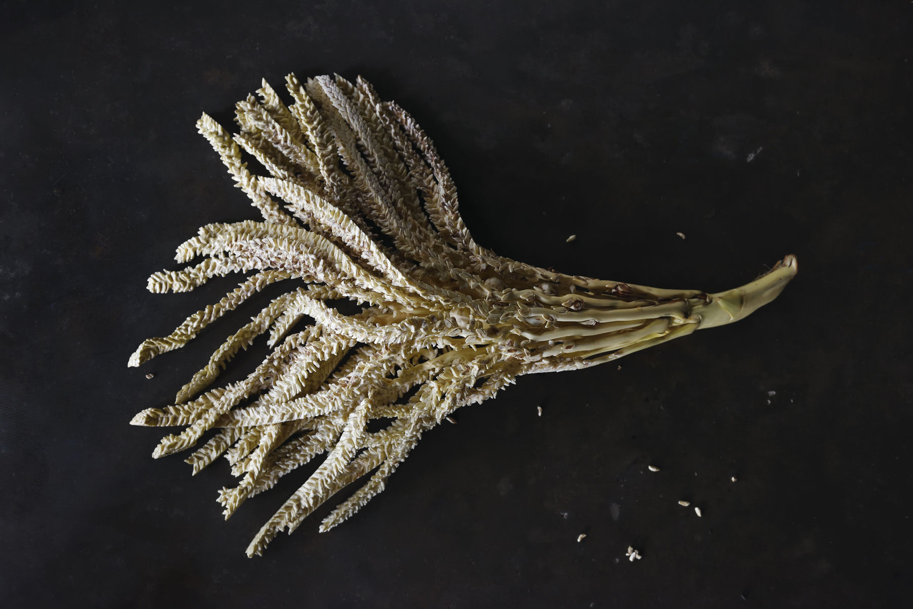 Sofie Knijff, Kurumba, Sri Lanka, 2017